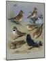 Larks-Archibald Thorburn-Mounted Giclee Print