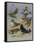 Larks-Archibald Thorburn-Framed Stretched Canvas