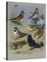 Larks-Archibald Thorburn-Stretched Canvas