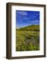 Larkspur and other spring wildflowers in the Lewis and Clark National Forest, Montana, USA-Chuck Haney-Framed Photographic Print