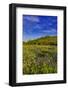 Larkspur and other spring wildflowers in the Lewis and Clark National Forest, Montana, USA-Chuck Haney-Framed Photographic Print