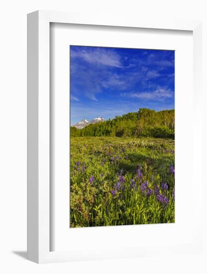 Larkspur and other spring wildflowers in the Lewis and Clark National Forest, Montana, USA-Chuck Haney-Framed Photographic Print