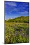 Larkspur and other spring wildflowers in the Lewis and Clark National Forest, Montana, USA-Chuck Haney-Mounted Photographic Print