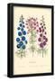 Larkspur Flowers-null-Framed Poster