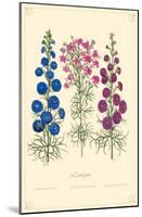Larkspur Flowers-null-Mounted Poster