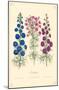 Larkspur Flowers-null-Mounted Poster