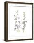 Larkspur-Stacy Hsu-Framed Art Print