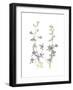 Larkspur-Stacy Hsu-Framed Art Print