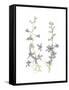 Larkspur-Stacy Hsu-Framed Stretched Canvas