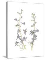 Larkspur-Stacy Hsu-Stretched Canvas