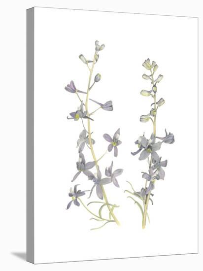 Larkspur-Stacy Hsu-Stretched Canvas