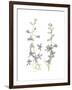 Larkspur-Stacy Hsu-Framed Art Print