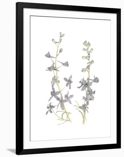 Larkspur-Stacy Hsu-Framed Art Print