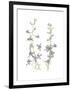 Larkspur-Stacy Hsu-Framed Art Print