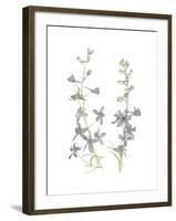 Larkspur-Stacy Hsu-Framed Art Print