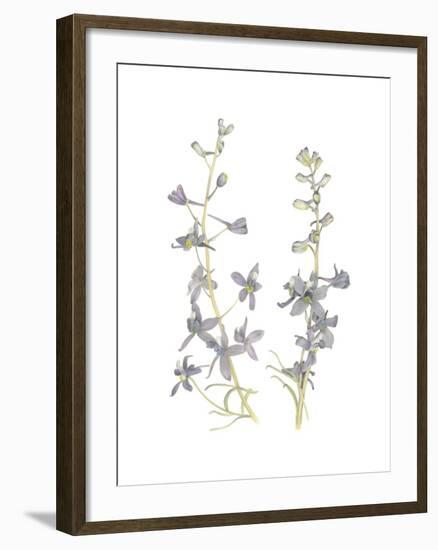 Larkspur-Stacy Hsu-Framed Art Print