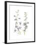 Larkspur-Stacy Hsu-Framed Art Print