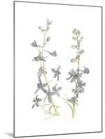 Larkspur-Stacy Hsu-Mounted Art Print