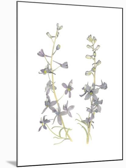 Larkspur-Stacy Hsu-Mounted Art Print