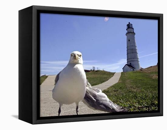 Larry, a Seagull-null-Framed Stretched Canvas