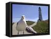 Larry, a Seagull-null-Framed Stretched Canvas