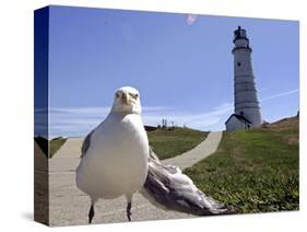 Larry, a Seagull-null-Stretched Canvas