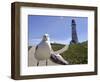 Larry, a Seagull-null-Framed Photographic Print