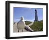 Larry, a Seagull-null-Framed Photographic Print