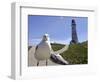 Larry, a Seagull-null-Framed Photographic Print