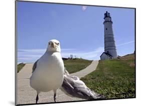 Larry, a Seagull-null-Mounted Photographic Print