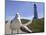 Larry, a Seagull-null-Mounted Photographic Print