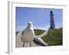 Larry, a Seagull-null-Framed Photographic Print