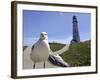 Larry, a Seagull-null-Framed Photographic Print