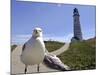 Larry, a Seagull-null-Mounted Photographic Print