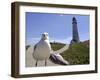 Larry, a Seagull-null-Framed Photographic Print