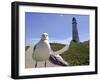 Larry, a Seagull-null-Framed Photographic Print