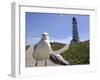 Larry, a Seagull-null-Framed Photographic Print