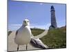 Larry, a Seagull-null-Mounted Photographic Print