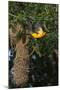 Wood Mount