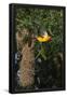 Essential Black