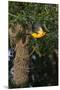 Wood Mount