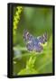 Essential Black