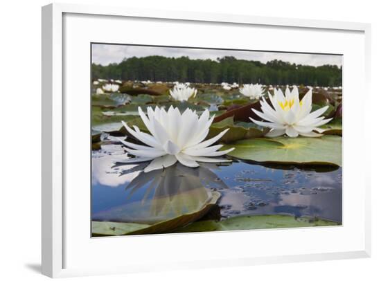 Framed Photographic Print, , large
