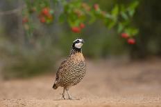 Wild Turkey (Meleagris Gallopavo) Male Strutting, Texas, USA-Larry Ditto-Photographic Print