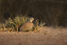 Northern Bobwhite (Colinus virginianus) feeding-Larry Ditto-Photographic Print