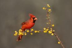 Northern Cardinal (Cardinalis cardinalis) perched-Larry Ditto-Framed Photographic Print