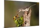 Wood Mount