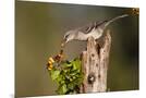 Wood Mount