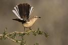 Just the Print