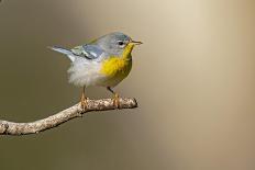 Prothonotary Warbler Male on Breeding Territory, Texas, USA-Larry Ditto-Photographic Print